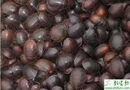 養(yǎng)殖土元留種要注意什么