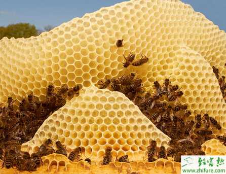 養(yǎng)蜂新思路敲開富裕門