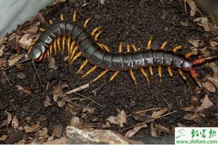 養殖蜈蚣如何提高效益?