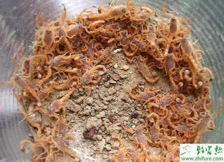 養殖蝎子影響蝎子成活率的主要原因