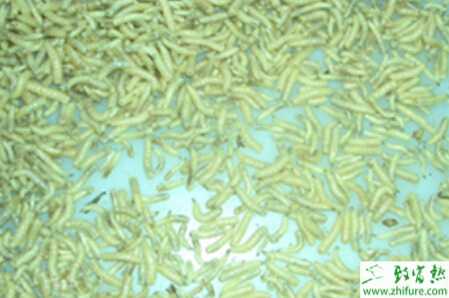 養(yǎng)殖蠅蛆五要點(diǎn)