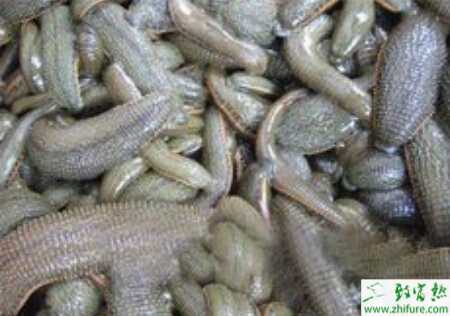 談談吸血水蛭對人體的傷害及防治