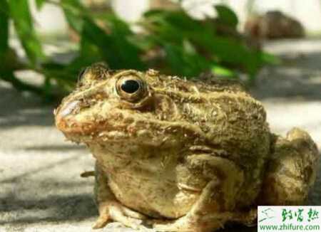 關于蟾蜍養殖的引種問題