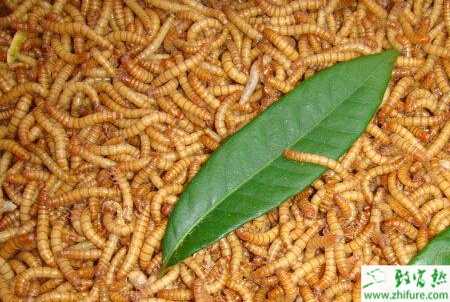 養(yǎng)殖黃粉蟲不同生長階段的飼養(yǎng)管理