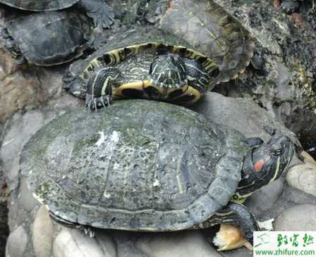 養殖烏龜腸炎病的防治方法