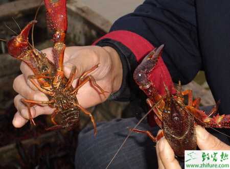 漁塘混養小龍蝦的技術