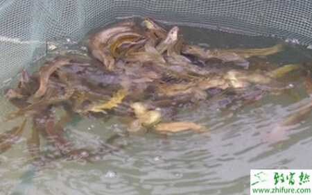 利用沼渣沼液養殖泥鰍的技術