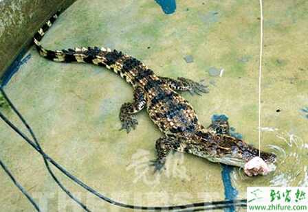 養(yǎng)殖鱷魚的日常飼養(yǎng)管理要點