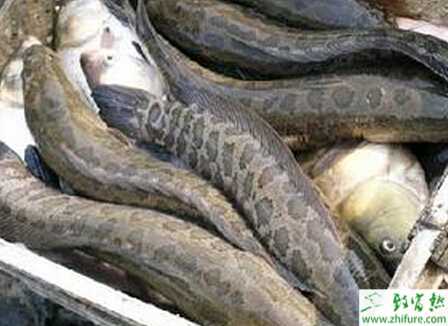 養殖黑魚需要解決的四大問題