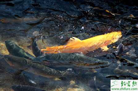 養殖虹鱒魚的人工繁殖技術