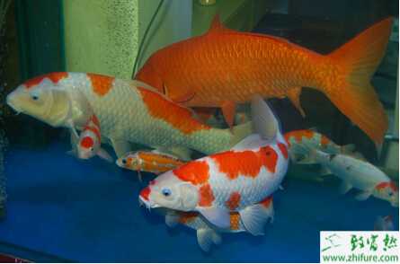 養殖錦鯉挑選幼魚的技巧