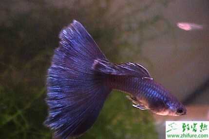 養殖孔雀魚之飼養入門