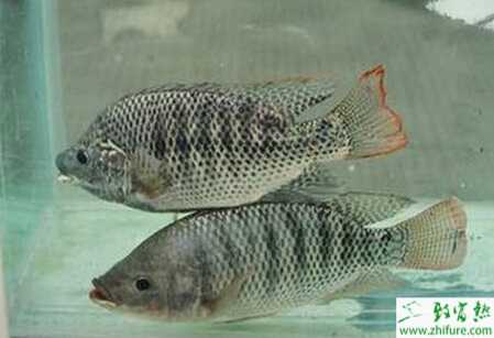 養殖羅非魚大棚越冬保種技術