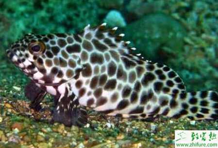 養殖石斑魚育苗的技術規程