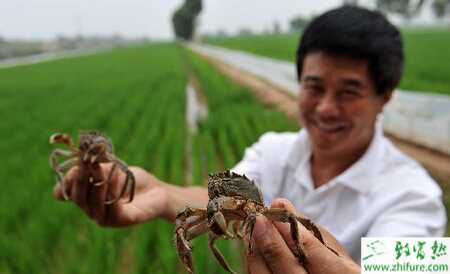 池塘用種草投螺養(yǎng)蟹