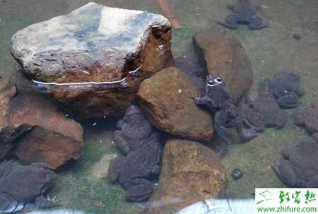 養殖石蛙幼蛙的飼養管理經驗