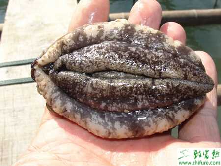 養殖鮑魚要注意的幾個問題