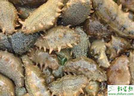 養殖海參的日常管理