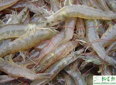 養(yǎng)殖對蝦高溫季節(jié)飼養(yǎng)管理經(jīng)驗