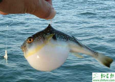 池塘培育河豚的技術(shù)
