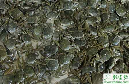 池塘養(yǎng)殖河蟹冬季管理要點(diǎn)