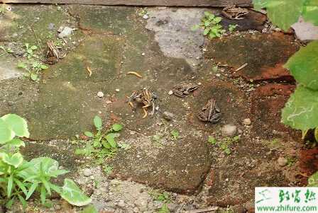 封溝養(yǎng)殖林蛙的越冬管理