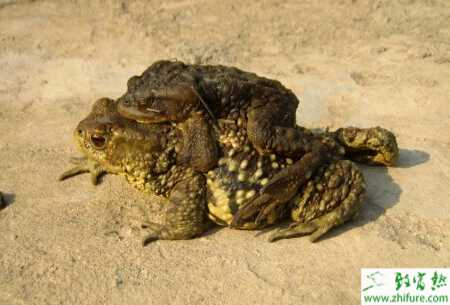 養殖蟾蜍的