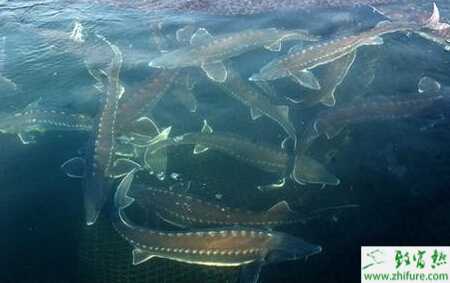 養(yǎng)殖匙吻鱘的人工孵化及管理技術(shù)