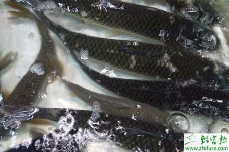 一年兩季池塘主養草魚高產高效的技術