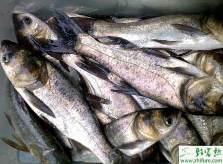 利用黑魚套養花白鰱的技術