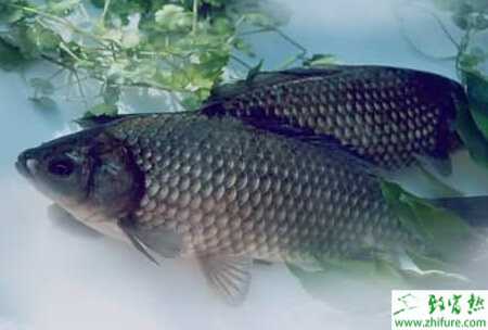 養殖鯽魚高產需注意事項