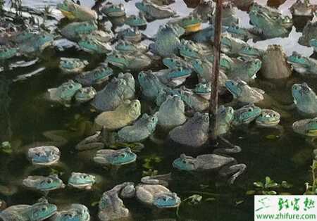 養(yǎng)殖牛蛙之越冬管理技術(shù)