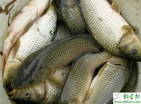 池塘如何養殖鯉魚才能高產