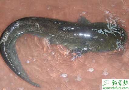 養(yǎng)殖鯰魚增產(chǎn)的技巧