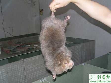 建竹鼠養殖場需辦理哪些手續