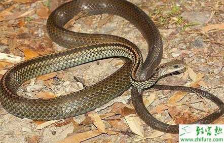 養(yǎng)蛇蛇場的四季管理經(jīng)驗