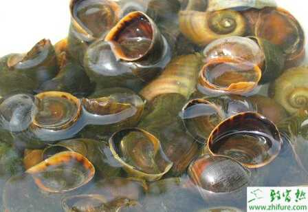 養(yǎng)殖福壽螺的技術(shù)要點(diǎn)