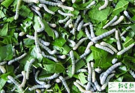 夏秋蠶如何飼養(yǎng)