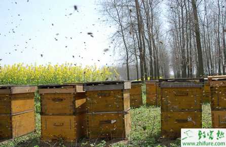 養(yǎng)蜂夏季的管理經(jīng)驗(yàn)