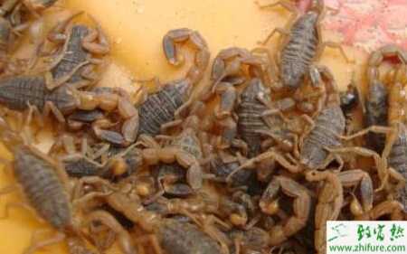 恒溫養殖蝎子的技巧