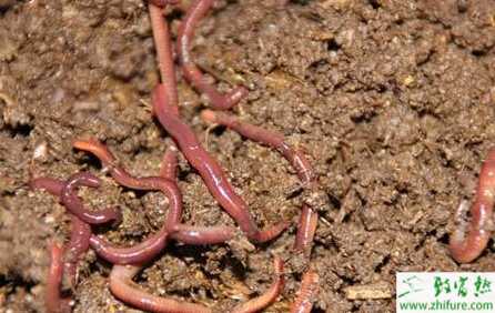 淺析庭院快速繁蚯蚓