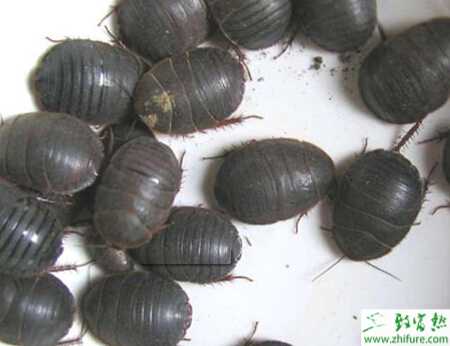 養(yǎng)殖土元飼養(yǎng)土的配制