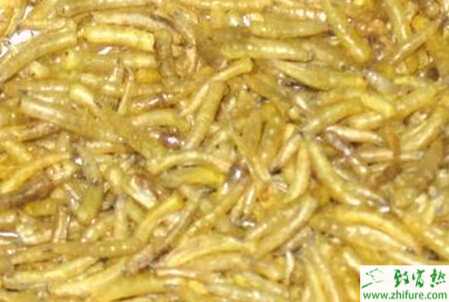 淺析如何室外地平面養(yǎng)殖蠅蛆