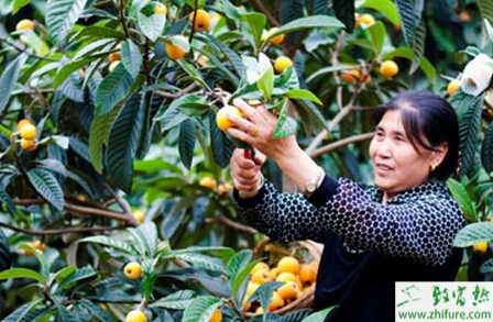 如何種植枇杷才能優質高產