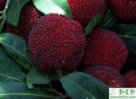 種楊梅嫁接育苗的方法