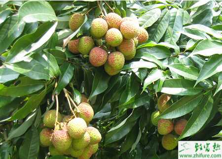 種荔枝高接換種后的管理