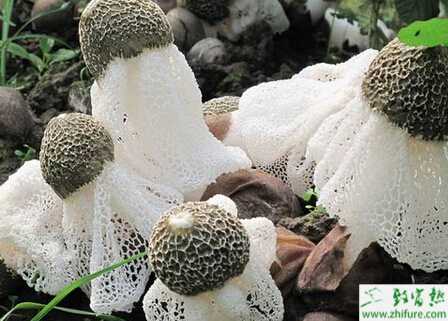 利用大豆遮陽栽培竹蓀