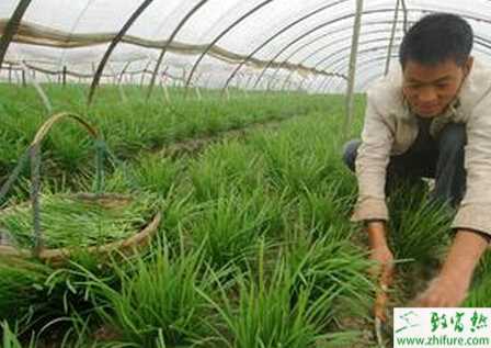 溫室種植韭菜的早春管理