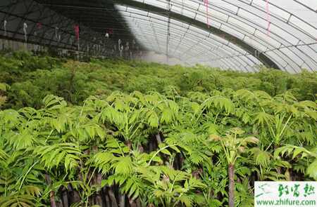 溫棚種植香椿的管理方法