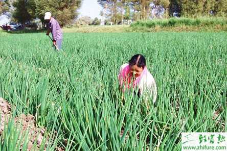 洋蔥套玉米的栽培方法